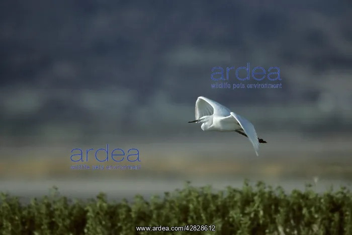 : Little Egret - In Flight : Little Egret - In Flight