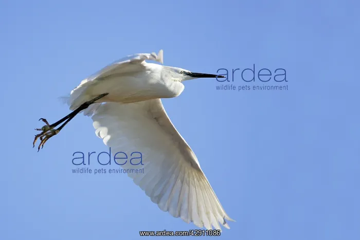 : Little Egret - in flight : Little Egret - in flight