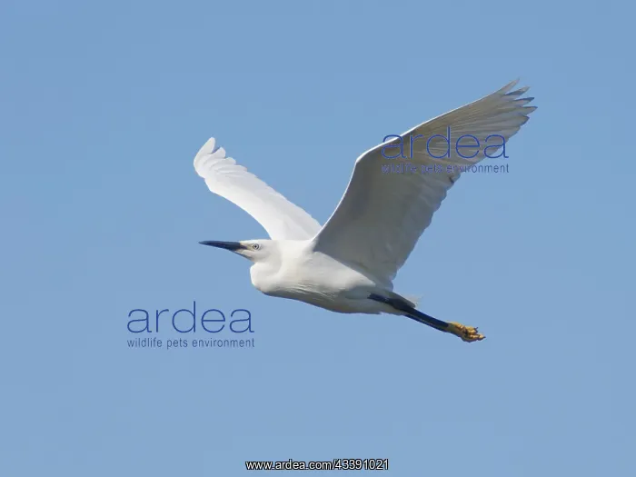 : Little Egret - in flight Egretta garzetta Abberton : Little Egret - in flight Egretta garzetta Abberton