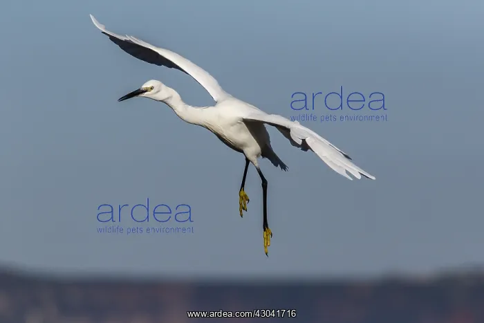 : Little Egret - flying - Asturias, Spain : Little Egret - flying - Asturias, Spain