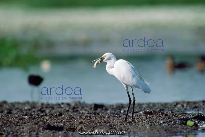 : Little Egret - with food in beak : Little Egret - with food in beak