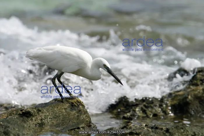  : Little Egret - Foraging on the ocean side of Home Island