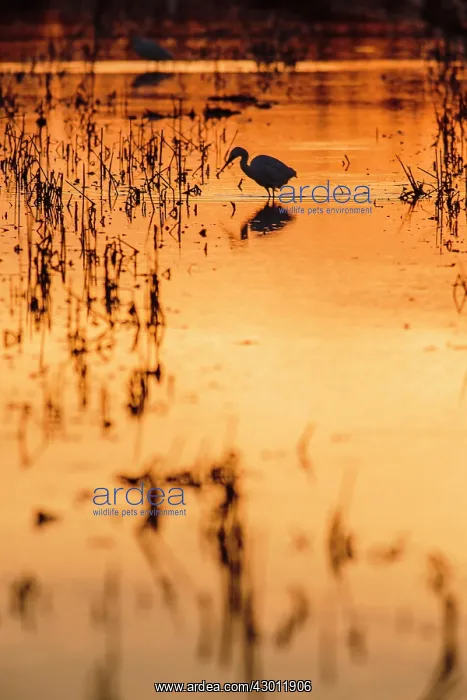 : Little egret hunting in a rice field : Little egret hunting in a rice field