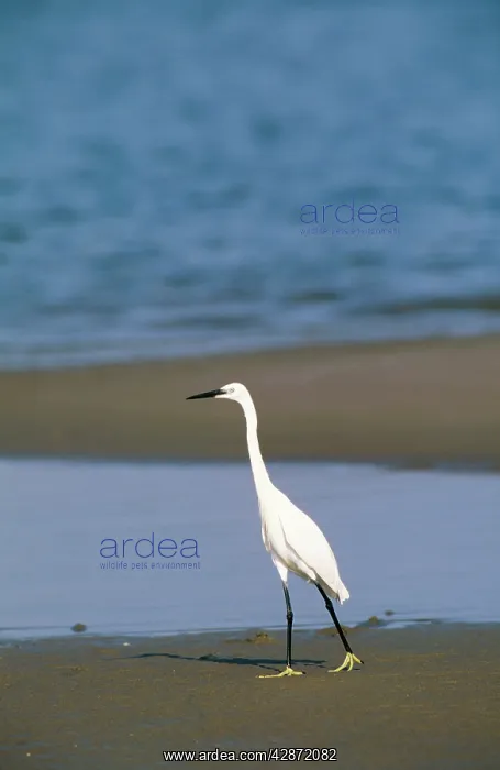 : Little Egret - Hunting at the shore of the Peninsula : Little Egret - Hunting at the shore of the Peninsula