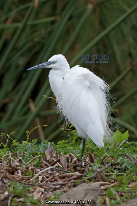  : Little Egret Lake Naivasha, Kenya