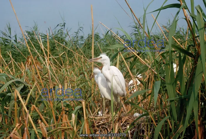 : Little Egret - at nest : Little Egret - at nest