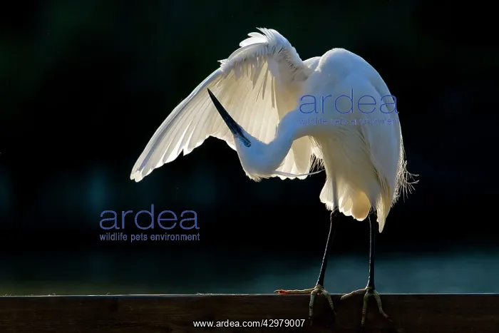 : Little Egret - preening : Little Egret - preening