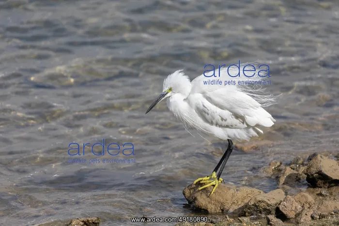  : Little Egret - Preening - UK