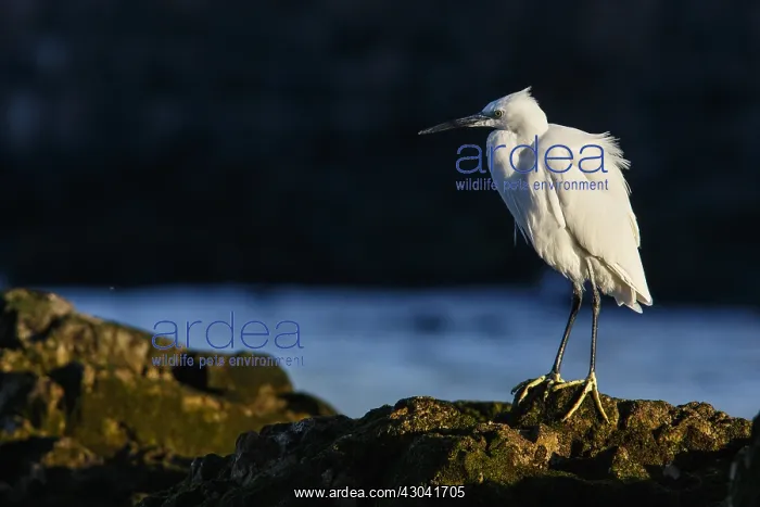 : Little Egret - resting on stones - Asturias, Spain : Little Egret - resting on stones - Asturias, Spain