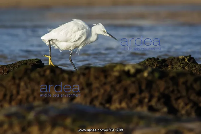 : Little Egret - resting on stones - Asturias, Spain : Little Egret - resting on stones - Asturias, Spain