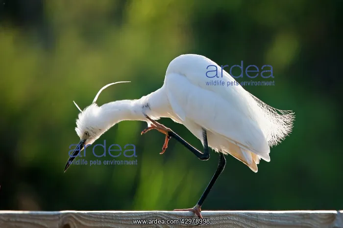 : Little Egret - scratching neck : Little Egret - scratching neck