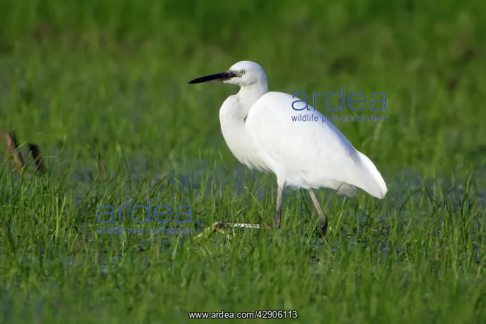 : Little Egret - Searching for food : Little Egret - Searching for food