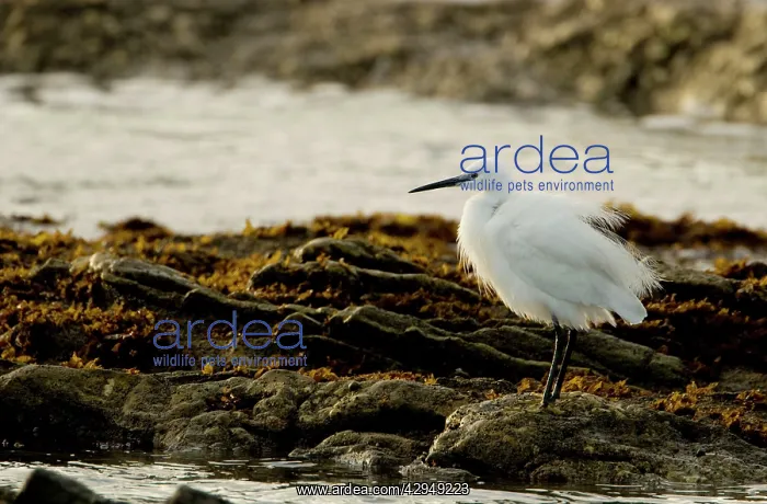 : Little Egret - standing in a rock pool at sunset : Little Egret - standing in a rock pool at sunset