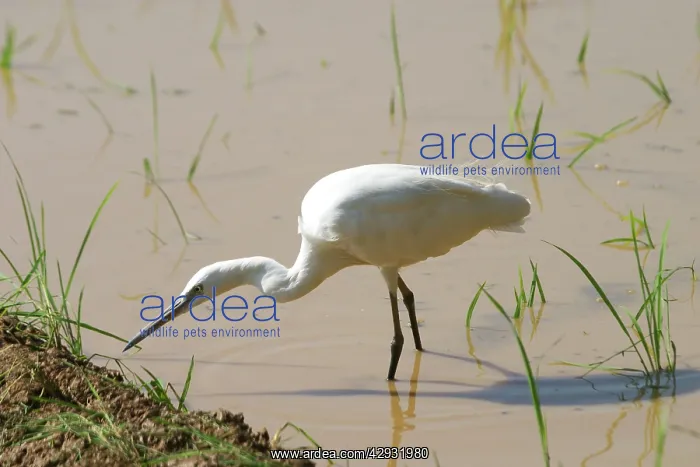: Little Egret - Standng in water : Little Egret - Standng in water