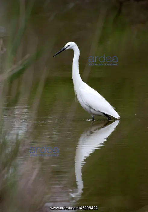 : Little Egret - wading in salt marsh : Little Egret - wading in salt marsh