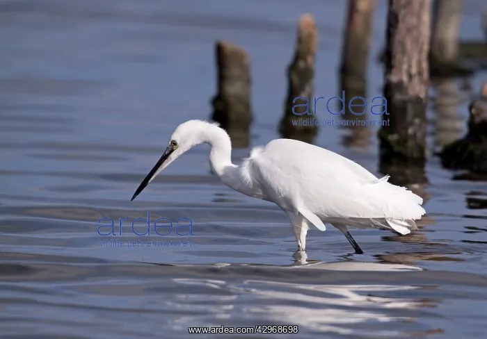 : Little Egret - walking through shallow water looking : Little Egret - walking through shallow water looking