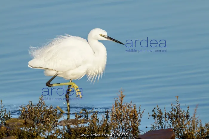  : Little Egret - Walking - UK