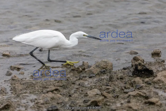  : Little Egret - Walking - Water's Edge - UK