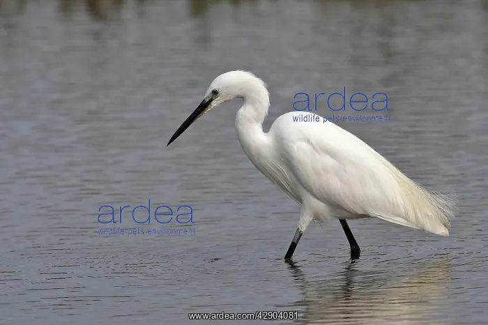 : Little Egret - in water fishing : Little Egret - in water fishing
