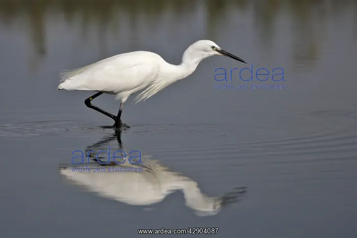 : Little Egret - in water fishing : Little Egret - in water fishing