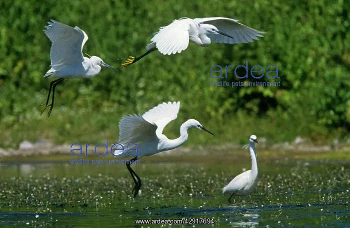 : Little Egrets - in flight : Little Egrets - in flight