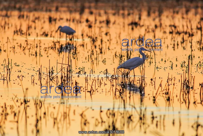  : Little Egrets in rice field at sunset