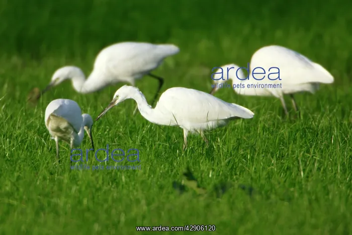 : Little Egrets - Searching for food : Little Egrets - Searching for food