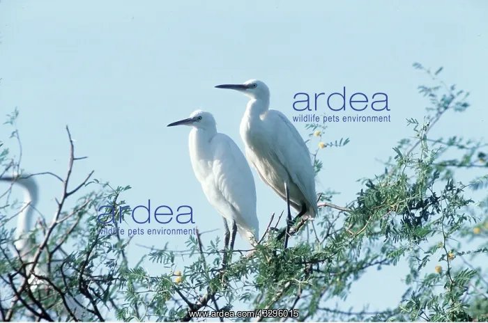: LITTLE EGRETS - x two, on branch : LITTLE EGRETS - x two, on branch