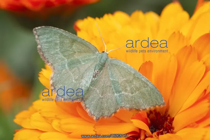 : Little Emerald Moth on Calendula Flower - Norfolk : Little Emerald Moth on Calendula Flower - Norfolk