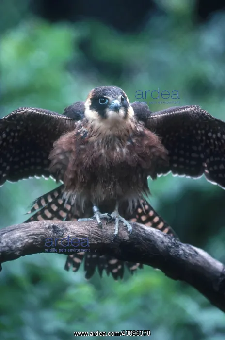 : Little Falcon : Little Falcon
