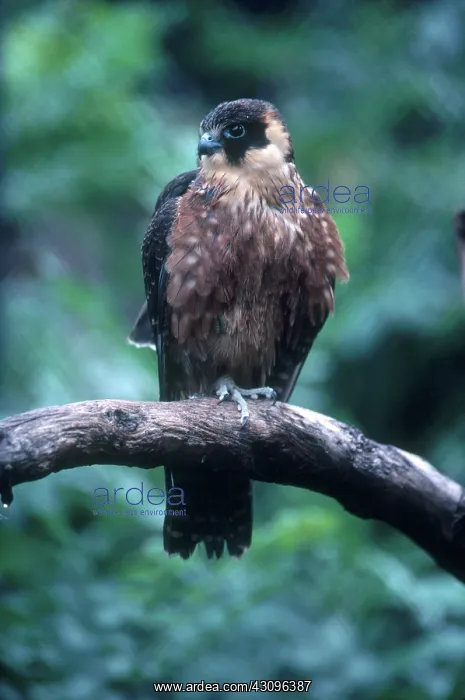 : Little Falcon : Little Falcon