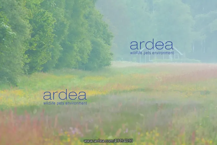 : Little farmhouse in a flowering meadowfield in mist : Little farmhouse in a flowering meadowfield in mist