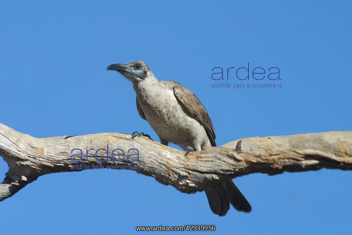: Little Friarbird : Little Friarbird