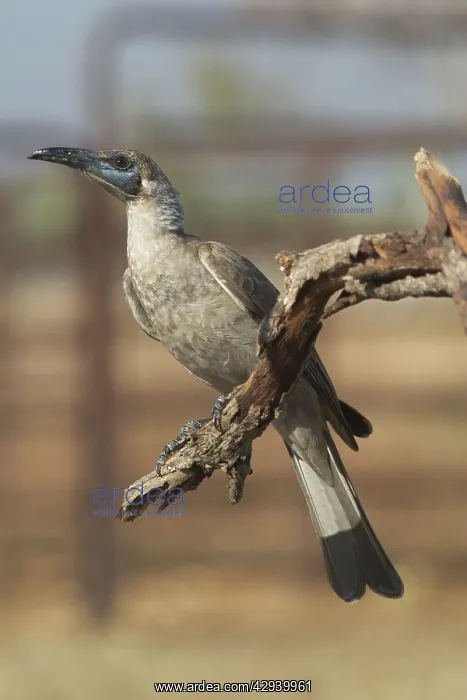 : Little Friarbird : Little Friarbird