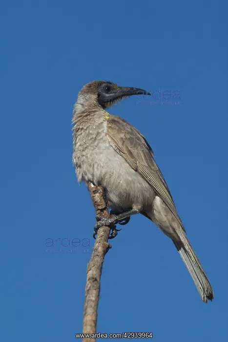 : Little Friarbird : Little Friarbird