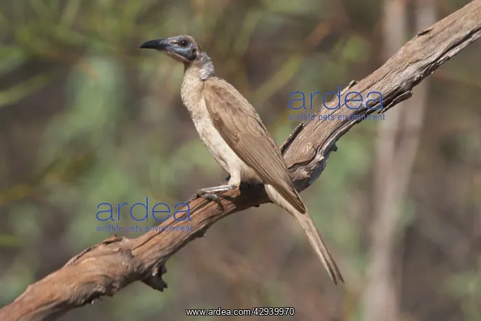 : Little Friarbird : Little Friarbird