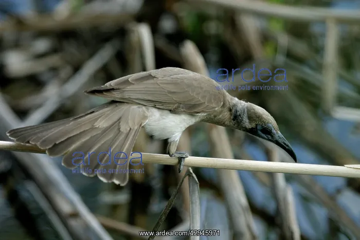 : Little Friarbird : Little Friarbird