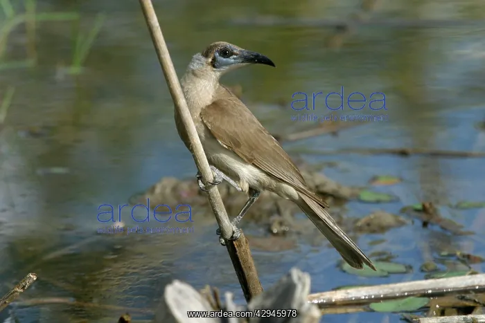: Little Friarbird : Little Friarbird