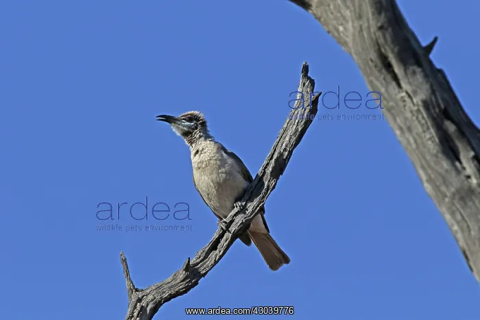 : Little Friarbird : Little Friarbird