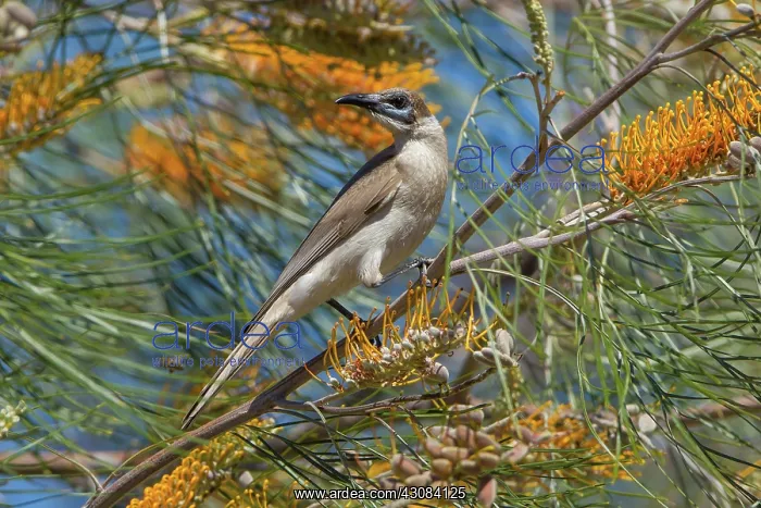 : Little Friarbird : Little Friarbird