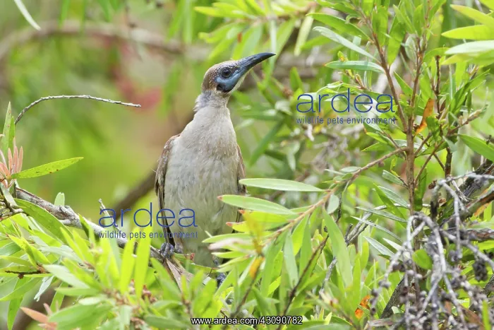 : Little Friarbird : Little Friarbird