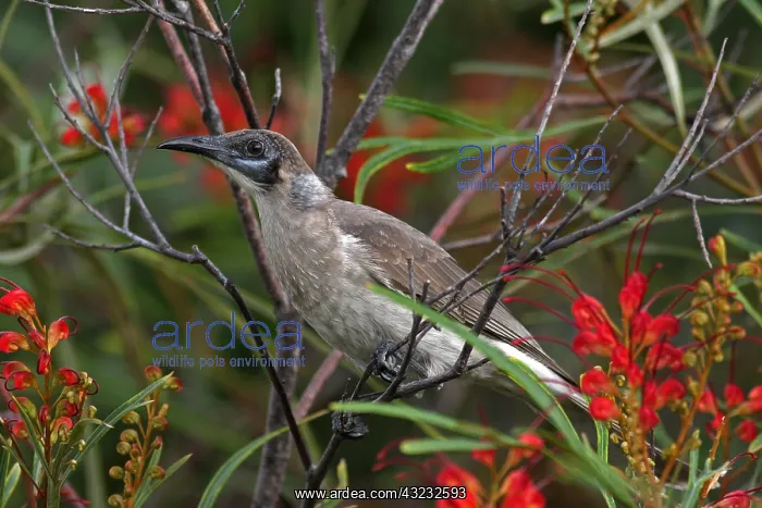 : Little Friarbird : Little Friarbird