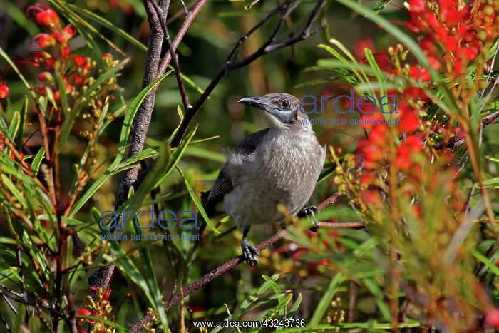 : Little Friarbird : Little Friarbird
