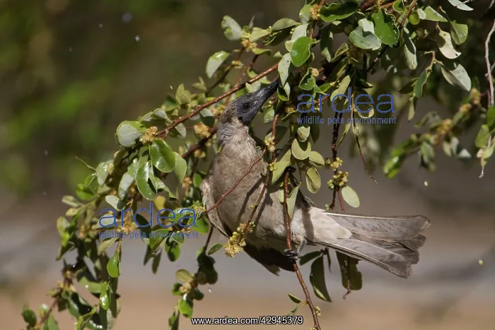 : Little Friarbird - bathing among wet leaves : Little Friarbird - bathing among wet leaves