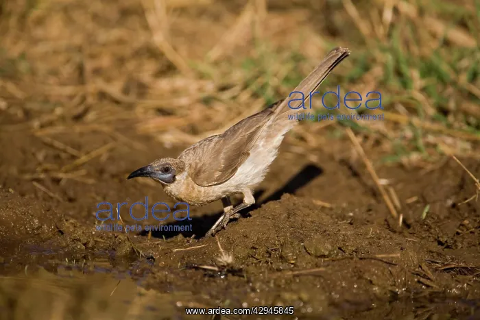 : Little Friarbird - drinking : Little Friarbird - drinking
