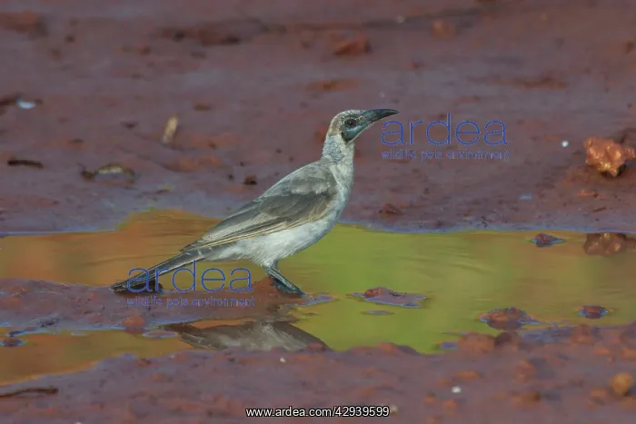 : Little Friarbird - At pool at dawn
