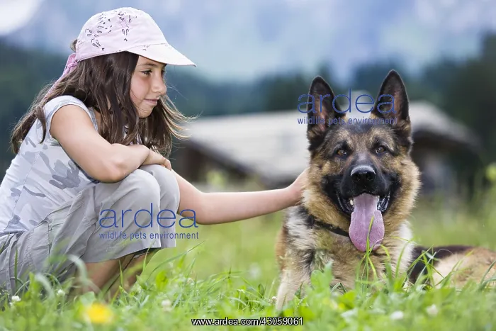 : A little girl caresses a German shepherd lying in a meadow : A little girl caresses a German shepherd lying in a meadow