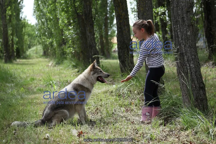 : Little girl and Czechoslovakian wolfdog : Little girl and Czechoslovakian wolfdog