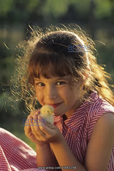 : Little girl holding a chicken in his hands : Little girl holding a chicken in his hands