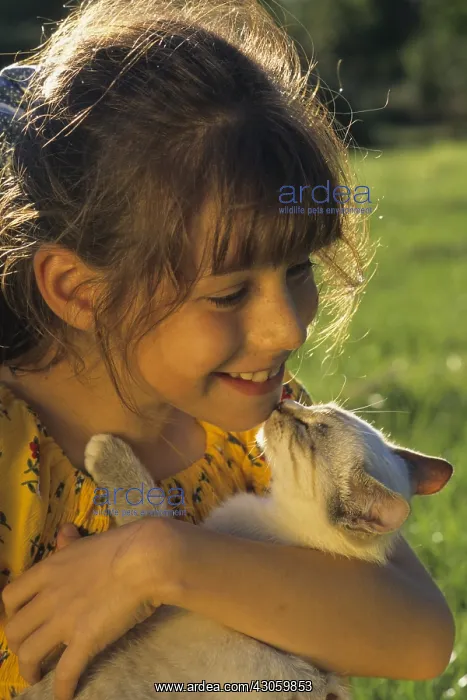 : Little girl holding a kitten in his hands : Little girl holding a kitten in his hands